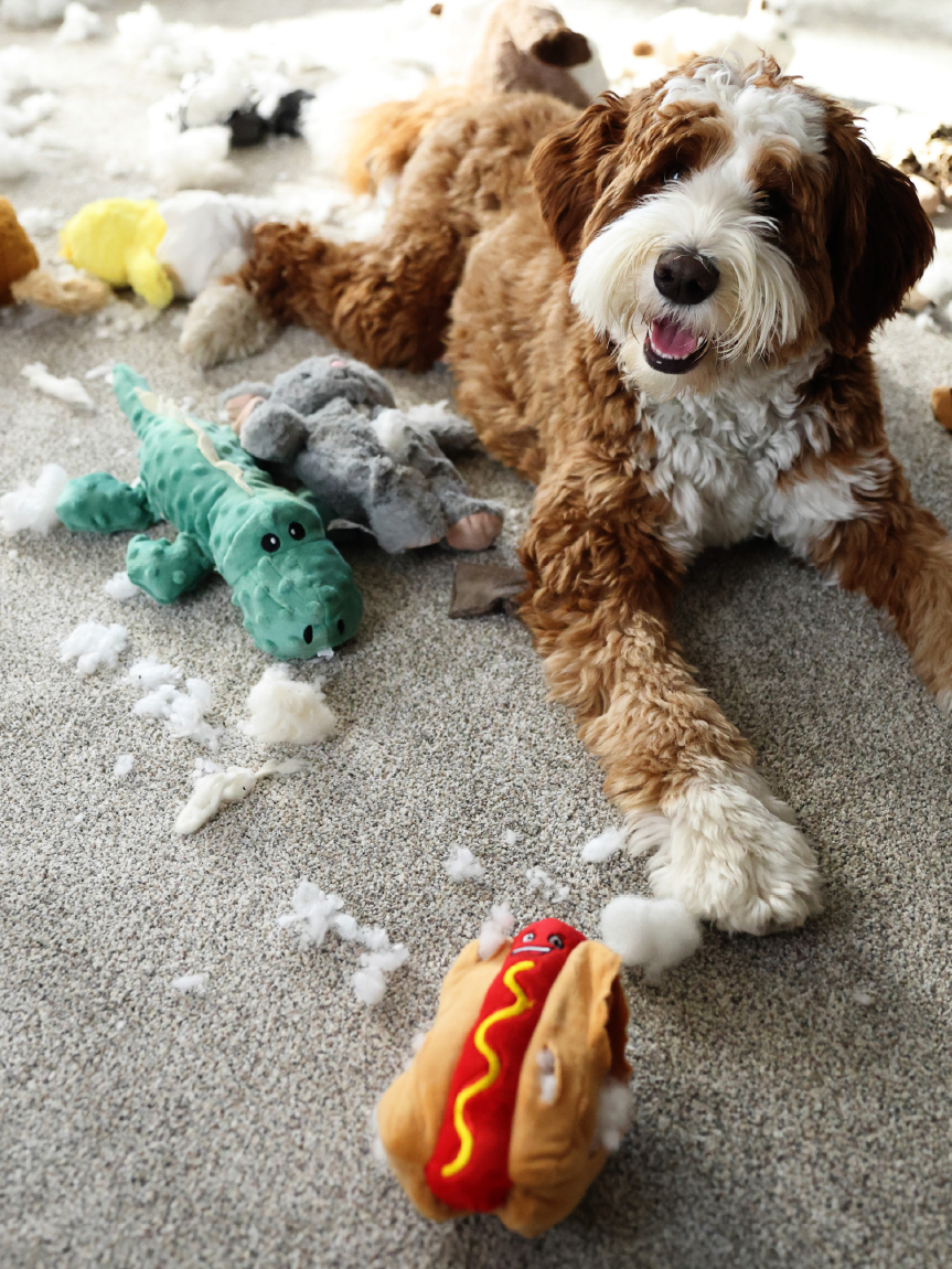 dog playing with a ball on the carpet