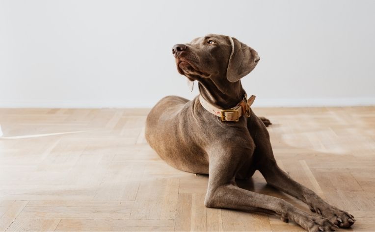 What's the Best Dog-Friendly Flooring? | Flooring Canada