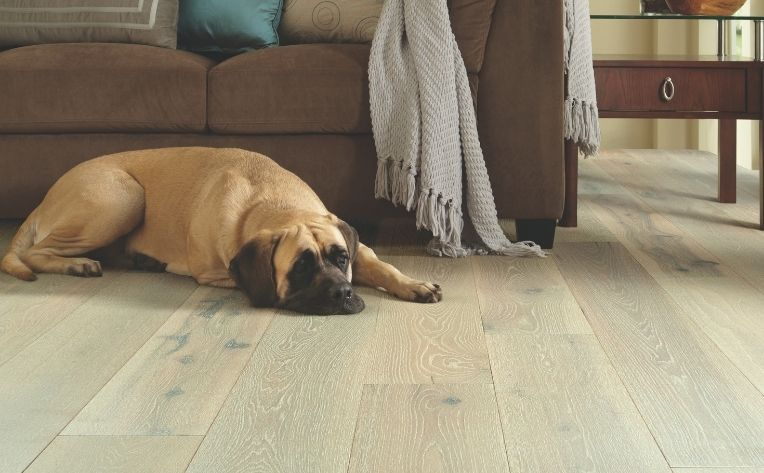 Dog laying on luxury vinyl plank flooring.